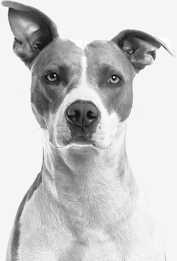 Fast Solutions - Een zwart-witte hond kijkt naar de camera en legt een visueel opvallend beeld vast voor copywriting of grafisch ontwerpdoeleinden.